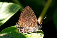 Poritia philota o sumatrae-17 - Chulabhorn 10 -  1/02/26