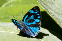 Poritia philota--42 - Chulabhorn 10 -  3/02/26