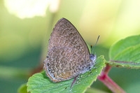 Poritia philota--2- Chulabhorn 10 -  1/02/26