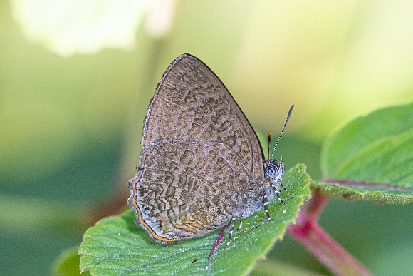 Poritia philota--2- Chulabhorn 10 -  1/02/26