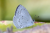 Celastrina lavendularis -6101 - Huai Sai Lueang Waterfall (1040m) - 25/02/26