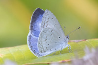 Celastrina lavendularis-6103 - Huai Sai Lueang Waterfall (1040m) - 25/02/26