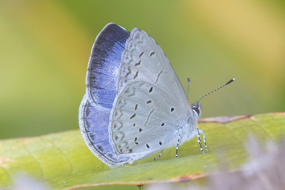 Celastrina lavendularis-6103 - Huai Sai Lueang Waterfall (1040m) - 25/02/26