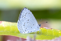 Celastrina lavendularis-6099 - Huai Sai Lueang Waterfall (1040m) - 25/02/26