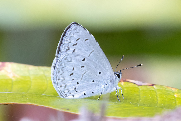 Celastrina lavendularis-6099 - Huai Sai Lueang Waterfall (1040m) - 25/02/26