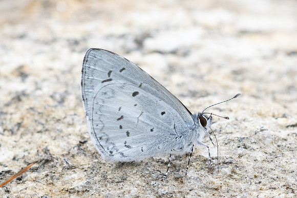 Celatoxia marginata--10 - Doi Inthanon - 27/02/26