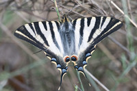 Iphiclides feishtamelii-5120 - Sournia - 21/05/23
