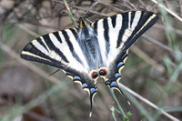 Iphiclides feishtamelii-5130- Sournia - 21/05/23