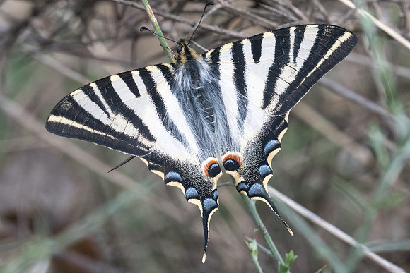 Iphiclides feishtamelii-5130- Sournia - 21/05/23