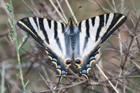 Iphiclides feishtamelii-5160- Sournia - 21/05/23