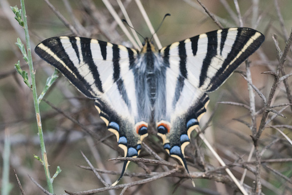 Iphiclides feishtamelii-5160- Sournia - 21/05/23