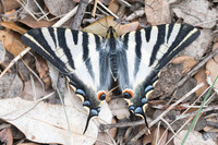Iphiclides feishtamelii-5098- Sournia - 21/05/23