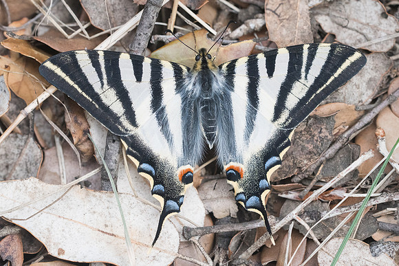 Iphiclides feishtamelii-5098- Sournia - 21/05/23