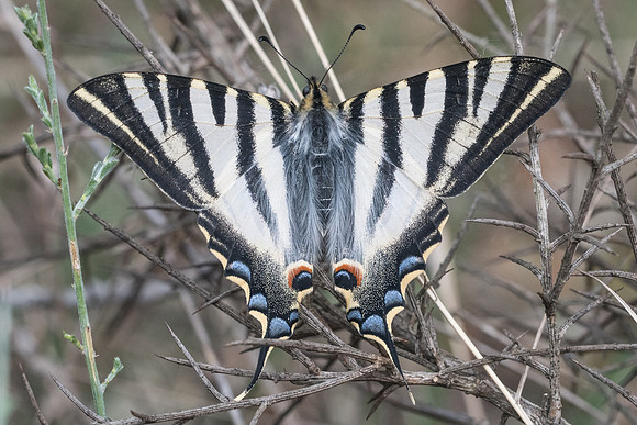 Iphiclides feishtamelii-5153- Sournia - 21/05/23