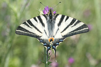 Iphiclides podalirius-9195 - Corse - 17/06/23