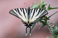 Iphiclides podalirius-7786 - Précy - 13/07/18