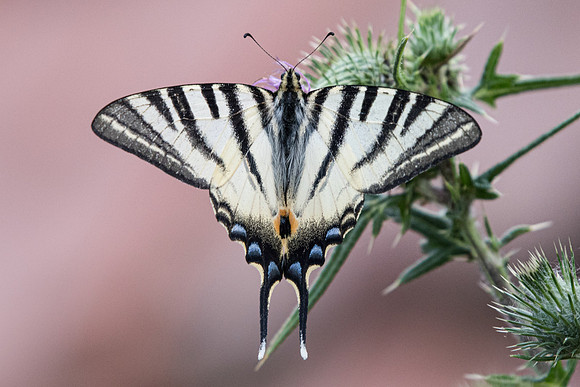 Iphiclides podalirius-7786 - Précy - 13/07/18