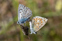 Polyommatus hispana-4719 - Castelnau de Guers - 25/05/26