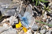 Polyommatus hispana-4727- Castelnau de Guers - 25/05/26