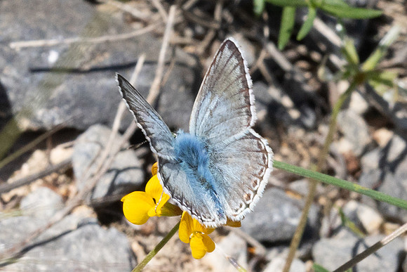 Polyommatus hispana-4727- Castelnau de Guers - 25/05/26