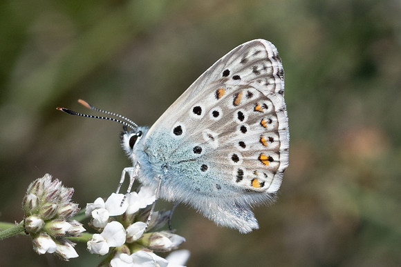 Polyommatus hispana-4770- Castelnau de Guers - 25/05/26