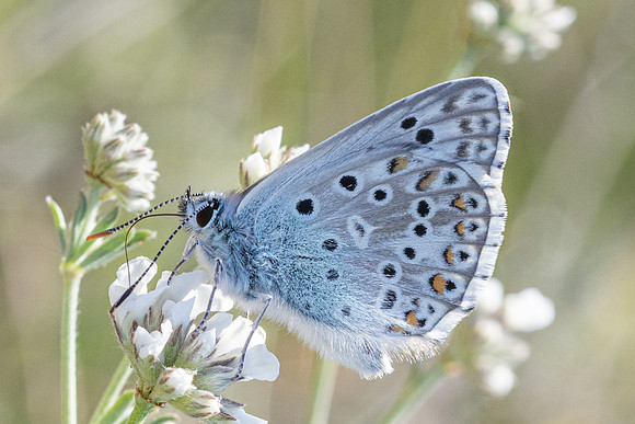 Polyommatus hispana-4768- Castelnau de Guers - 25/05/26