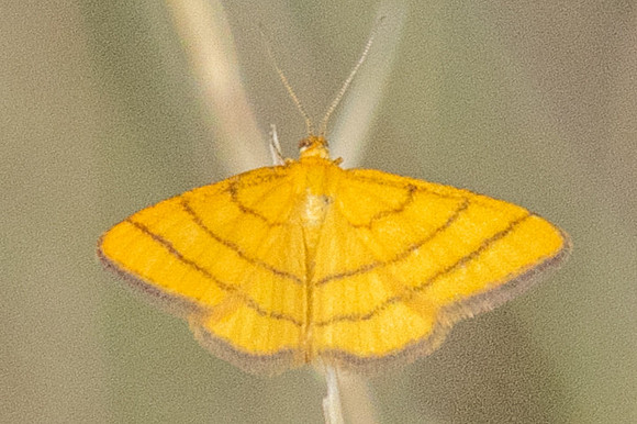 Idaea aureolaria-4794 - llo - 31/07/26