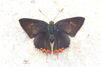 Heliophorus sp--23- Doi Inthanon ( 1400 m) - 27/02/26
