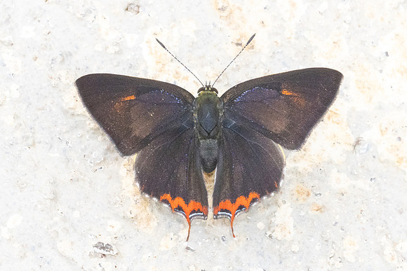 Heliophorus sp--23- Doi Inthanon ( 1400 m) - 27/02/26