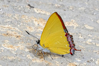 Heliophorus sp--29 - Doi Inthanon ( 1400 m) - 27/02/26