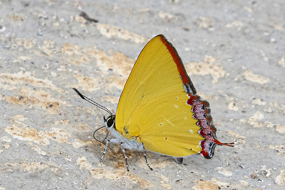 Heliophorus sp--29 - Doi Inthanon ( 1400 m) - 27/02/26