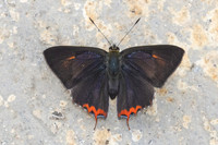 Heliophorus sp--28- Doi Inthanon ( 1400 m) - 27/02/26