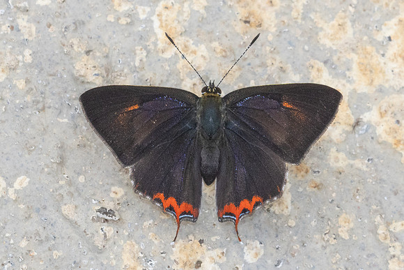 Heliophorus sp--28- Doi Inthanon ( 1400 m) - 27/02/26
