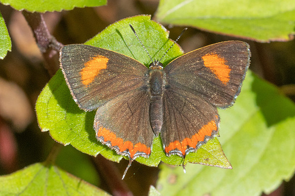Heliophorus sp--56- Doi Inthanon