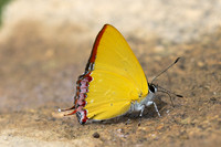 Heliophorus sp--53- Doi Inthanon ( 1400 m) - 27/02/26