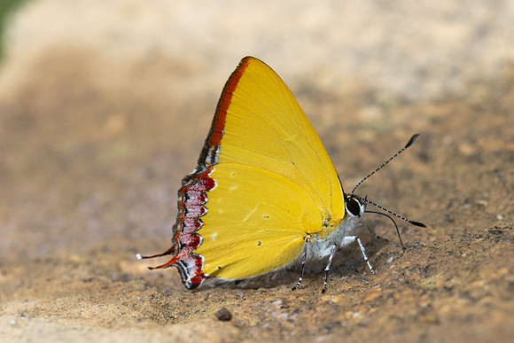 Heliophorus sp--53- Doi Inthanon ( 1400 m) - 27/02/26