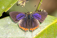 Heliophorus sp-4027 - Doi Inthanon 1040m - 21/02/26