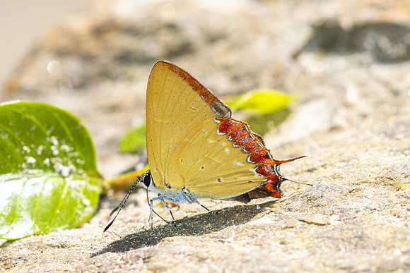 Heliophorus sp-4285- Doi Inthanon 1040m - 21/02/26