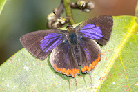 Heliophorus sp-4031- Doi Inthanon 1040m - 21/02/26