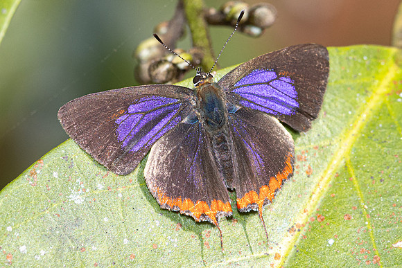 Heliophorus sp-4031- Doi Inthanon 1040m - 21/02/26