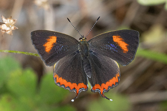 Heliophorus sp-4993 - Doi Inthanon ( 1400 m) - 23/02/26