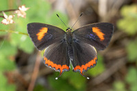 Heliophorus sp-4994- Doi Inthanon ( 1400 m) - 23/02/26