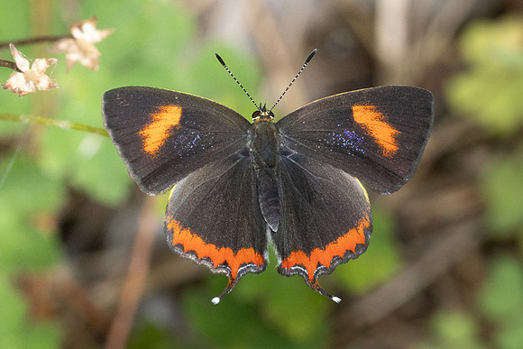 Heliophorus sp-4994- Doi Inthanon ( 1400 m) - 23/02/26