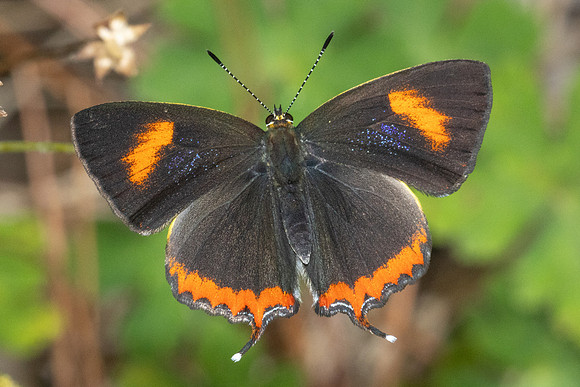 Heliophorus sp-4998- Doi Inthanon ( 1400 m) - 23/02/26