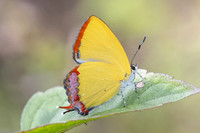 Heliophorus sp-5021- Doi Inthanon ( 1400 m) - 23/02/26