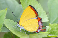 Heliophorus sp-5032- Doi Inthanon ( 1400 m) - 23/02/26