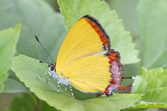 Heliophorus sp-5032- Doi Inthanon ( 1400 m) - 23/02/26