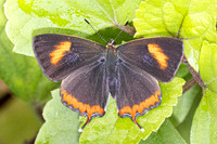 Heliophorus sp-5046- Doi Inthanon ( 1400 m) - 23/02/26