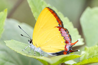 Heliophorus sp-5036- Doi Inthanon ( 1400 m) - 23/02/26