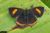 Heliophorus ila